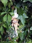 Shy fairy, hand made fairy garden fairy, plant pot ornament, reading her book, light green.