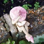 Shy fairy, ceramic fairy garden plant pot ornament, pixie figurine reading her book, pink