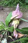 Shy fairy, fairy garden pottery fairy figurine, pixie plant pot ornament, holding a posy of yellow flowers.