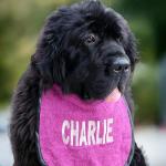 Fully personalized dog slobber bib | bandana | scarf - comfortable & elegant - suitable for all breeds & ages - custom bespoke made - stylish dog clothing