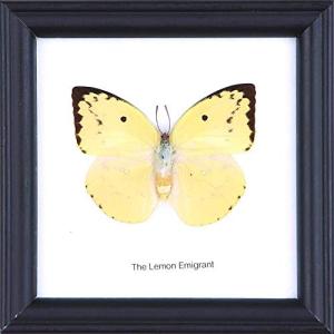 The Lemon Emigrant Butterfly (Catopsilia pomona) | Framed Beautiful Butterfly Wall Decor | Unique Taxidermy Collectables | 12 x 12 cm