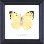 The Lemon Emigrant Butterfly (Catopsilia pomona) | Framed Beautiful Butterfly Wall Decor | Unique Taxidermy Collectables | 12 x 12 cm