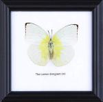 The Lemon Emigrant Butterfly (Catopsilia pomona) | Framed Beautiful Butterfly Wall Decor | Unique Taxidermy Collectables | 12 x 12 cm