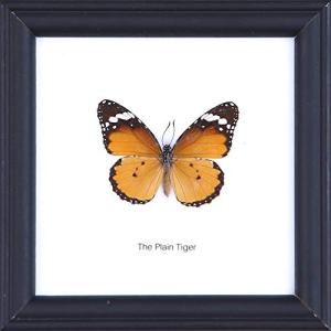 The Plain Tiger Butterfly (Danaus chrysippus) | Framed Beautiful Butterfly Wall Decor | Unique Taxidermy Collectables | 12 x 12 cm