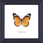 The Plain Tiger Butterfly (Danaus chrysippus) | Framed Beautiful Butterfly Wall Decor | Unique Taxidermy Collectables | 12 x 12 cm