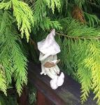 Shy fairy figurine, fairy garden ornament, ceramic pixie plant pot ornament. Coral.