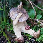 Fairy garden boy shy fairy figurine, pixie plant pot ornament, holding a ladybird, brown hat and boots.