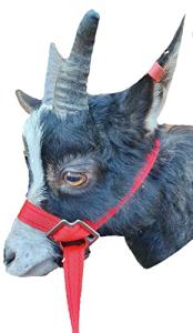 Goat or Sheep Halter (Red)