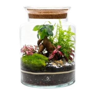 DIY Terrarium Kit with Ficus Bonsai, Fittonia & Fern, 25cm Complete Glass Container Set with LED Cork Lid, High Quality Closed Terrarium, Ecosystem, Garden in Bottle, Office Home Decoration