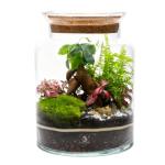 DIY Terrarium Kit with Ficus Bonsai, Fittonia & Fern, 25cm Complete Glass Container Set with LED Cork Lid, High Quality Closed Terrarium, Ecosystem, Garden in Bottle, Office Home Decoration