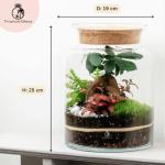 DIY Terrarium Kit with Ficus Bonsai, Fittonia & Fern, 25cm Complete Glass Container Set with LED Cork Lid, High Quality Closed Terrarium, Ecosystem, Garden in Bottle, Office Home Decoration