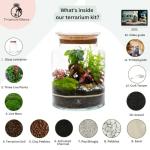 DIY Terrarium Kit with Ficus Bonsai, Fittonia & Fern, 25cm Complete Glass Container Set with LED Cork Lid, High Quality Closed Terrarium, Ecosystem, Garden in Bottle, Office Home Decoration