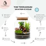 DIY Terrarium Kit with Ficus Bonsai, Fittonia & Fern, 25cm Complete Glass Container Set with LED Cork Lid, High Quality Closed Terrarium, Ecosystem, Garden in Bottle, Office Home Decoration