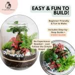 DIY Terrarium Kit with Ficus Bonsai, Fittonia & Fern, 25cm Complete Glass Container Set with LED Cork Lid, High Quality Closed Terrarium, Ecosystem, Garden in Bottle, Office Home Decoration