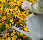 Rain Catchers Set of 3, FigTreeMetal, Metal Garden Ornaments,