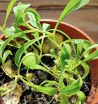 New home seeds | Gift for moving home | Housewarming gift | Wildflower seeds | Gift for new home