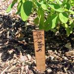 Set of 10 Herb Plant Markers Sticks - Garden plant identifier stakes
