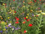 New home seeds | Gift for moving home | Housewarming gift | Wildflower seeds | Gift for new home