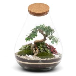 Mega DIY Terrarium Kit with Bonsai H: 43 cm 'Kobe' - Complete Closed Ecosystem Jar with Standard Lid, Live Plants, Moss, Soil & Decor - Easy Build Glass Bottle Garden Set for Home Oasis