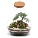 Mega DIY Terrarium Kit with Bonsai H: 43 cm 'Kobe' - Complete Closed Ecosystem Jar with Standard Lid, Live Plants, Moss, Soil & Decor - Easy Build Glass Bottle Garden Set for Home Oasis