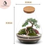 Mega DIY Terrarium Kit with Bonsai H: 43 cm 'Kobe' - Complete Closed Ecosystem Jar with Standard Lid, Live Plants, Moss, Soil & Decor - Easy Build Glass Bottle Garden Set for Home Oasis