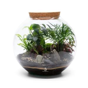 Large Terrarium Kit with 4 Live Plants & Moss – DIY Bonsai Terrarium Kit with Glass Container and Cork Lid for Adults and Beginners – Complete Indoor Garden Gift Set