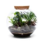Large Terrarium Kit with 4 Live Plants & Moss – DIY Bonsai Terrarium Kit with Glass Container and Cork Lid for Adults and Beginners – Complete Indoor Garden Gift Set