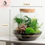 Large Terrarium Kit with 4 Live Plants & Moss – DIY Bonsai Terrarium Kit with Glass Container and Cork Lid for Adults and Beginners – Complete Indoor Garden Gift Set