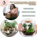 Large Terrarium Kit with 4 Live Plants & Moss – DIY Bonsai Terrarium Kit with Glass Container and Cork Lid for Adults and Beginners – Complete Indoor Garden Gift Set