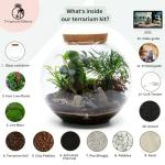 Large Terrarium Kit with 4 Live Plants & Moss – DIY Bonsai Terrarium Kit with Glass Container and Cork Lid for Adults and Beginners – Complete Indoor Garden Gift Set