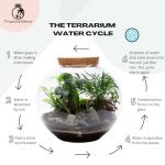 Large Terrarium Kit with 4 Live Plants & Moss – DIY Bonsai Terrarium Kit with Glass Container and Cork Lid for Adults and Beginners – Complete Indoor Garden Gift Set