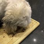 Dog Feeding Board Personalised Natural Pet Food Mat For Raw Dog Food Treats Dinner Plate Engraved Wooden Cat Licking Mat 30cm x 20cm