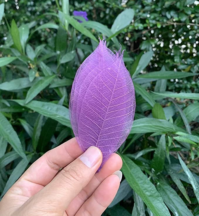 100 Pcs Natural Skeleton Leaves for DIY Scrapbooking