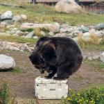 Lifetime 65 Quart Heavy Duty Performance Cooler