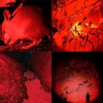 Red Light LED Flashlight with Adjustable Focus