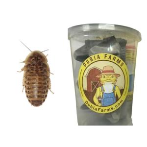 100 Extra Small Live Dubia Roaches for Reptiles