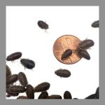 100 Extra Small Live Dubia Roaches for Reptiles