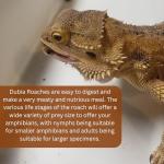 100 Extra Small Live Dubia Roaches for Reptiles