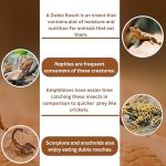 100 Extra Small Live Dubia Roaches for Reptiles