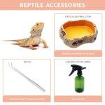 Mini Amphibian Terrarium Kit for Small Reptiles