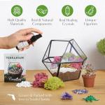 DIY Large Terrarium Starter Kit for Reptiles