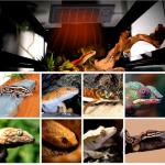 Adjustable Reptile Heat Panel for Various Pets
