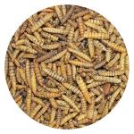 Dried Black Soldier Fly Larvae – High-Calcium Treat