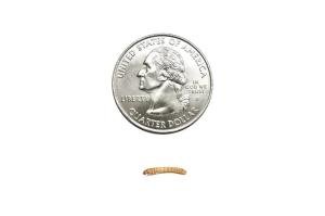 50 Live Mealworms - Nutritious Food for Reptiles