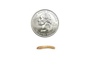 50 Live Mealworms for Reptiles and Amphibians