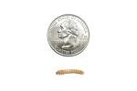 50 Live Mealworms for Reptiles and Amphibians