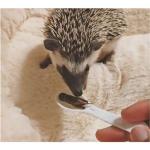 Dried Insect Treats: Crickets, Grasshoppers, Mealworms