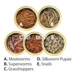 High-Protein Canned Insect Treats 6-Pack