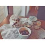 High-Protein Canned Insect Treats 6-Pack