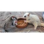 Dried Insect Treats: Crickets, Grasshoppers, Mealworms